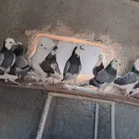 کفتر یا کبوتر پرشی