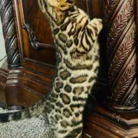 گربه پلنگی (معروف به بایرام پلنگ)