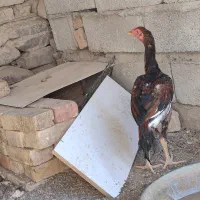 خروس جوانه|حیوانات مزرعه|سراوان, |دیوار