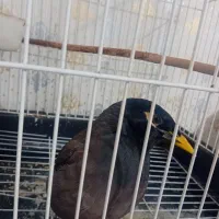 پرنده
