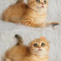 بچه گربه های پرشین اسکاتیش بریتیش زیبا|گربه|آبادان, |دیوار