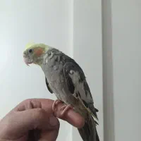 عروس هلندی دستی|پرنده|شهریار, شهرک مصطفی خمینی|دیوار