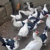 اردک اسرائیلی