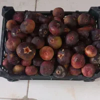 انجیر سیاه شیرین