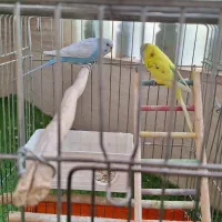 ۲عدد مرغ عشق نرو ماده دستی