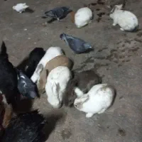 تعدادی خرگوش‌‌. دونه ای ۳۰۰/۰۰۰تومان