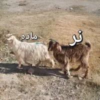 بزغاله نر وماده