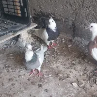 کبوتر