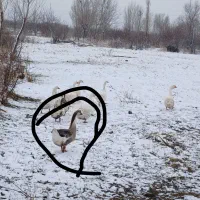 قوغاز آفریقای|حیوانات مزرعه|مشگین شهر, |دیوار