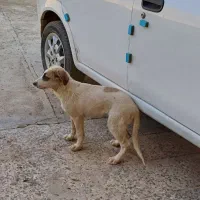 سگ خانگی پاکوتاه|سگ|خرم‌آباد, |دیوار