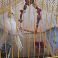 عروس هلندی|پرنده|الوند, |دیوار