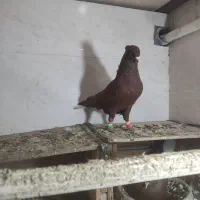 کبوتر فروشی|پرنده|بهبهان, |دیوار