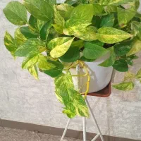 گل طبیعی