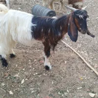 بز وکهره|حیوانات مزرعه|آبپخش, |دیوار