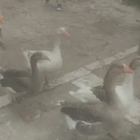 غاز برای فروش