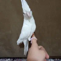 سه عدد عروس هلندی|پرنده|اهواز, دغاغله|دیوار