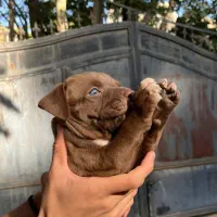 واگذاری پیت بول ماده شکلاتی