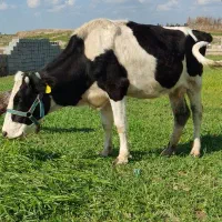 گاو جوان فروش برای قربانی