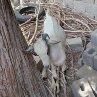 کهره نری شهری|حیوانات مزرعه|قشم, |دیوار