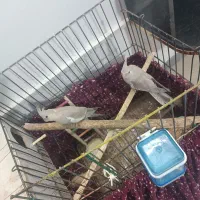 جوجه عروس هلندی