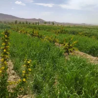 بزغاله فروشی