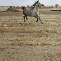 مادیان کرد|اسب و تجهیزات اسبسواری|رزن, |دیوار