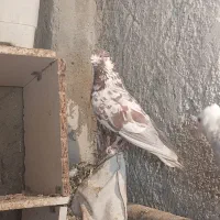 کبوتر|حیوانات|کرمانشاه, |دیوار