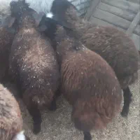 بره نر و ماده  افشاری کوچیک چاق