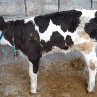 گاو هلشتاین باگوساله مونتبلیار سیمینتال|حیوانات مزرعه|کوهدشت, |دیوار