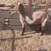 بزفروشی|حیوانات مزرعه|انار, |دیوار