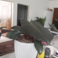 گل اپارتمانی|گل و گیاه طبیعی|پاکدشت, پاکدشت (مامازند)|دیوار