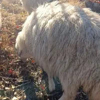 بره فروشی|حیوانات مزرعه|صفائیه, |دیوار