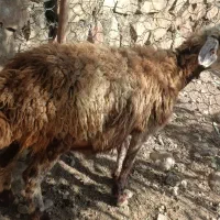 میش وبره|حیوانات مزرعه|معمولان, |دیوار