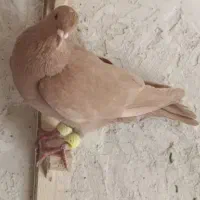 کفتر زرد کرمونی و تهرانی