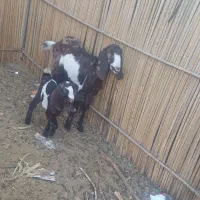 گتاچ کاموری با کهره و دو تا تروشت چاقو چله