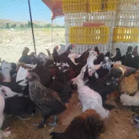 جوجه مرغ