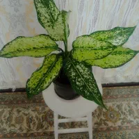 تلفن رومیزی