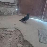 کفتر نسل دار|پرنده|بیرجند, |دیوار