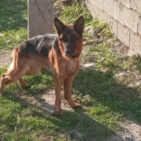 سگ ژرمن شولاین نر سه ساله