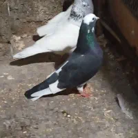 کبوتر یاکفتر|پرنده|رشت, حافظ آباد|دیوار