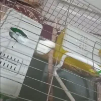 ۴ عدد مرغ  عشق