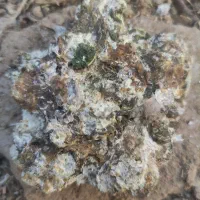 کودمرغ کبوتر