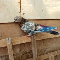 کفتر