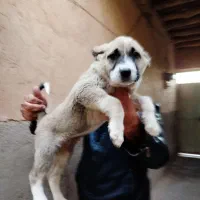 پژدر درجه یک اصل و نسب دار|سگ|قزوین, |دیوار