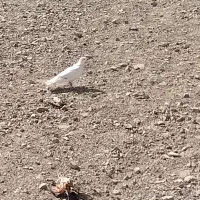 کبوتر پیدا شده