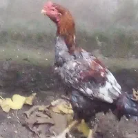 خروس لاری|حیوانات مزرعه|لوندویل, |دیوار