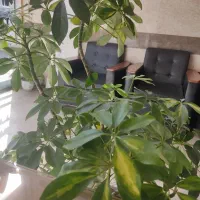 فروش خط09125820063