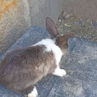 خرگوش|موش و خرگوش|جوادآباد, |دیوار