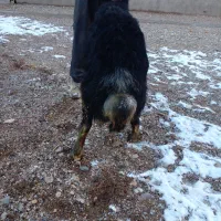 قوچ قرچال لخت سه ساله پرش تظمینی