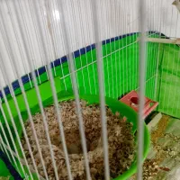 جفت قناری رو تخم جوجه رسون|پرنده|تربتحیدریه, باغ سلطانی|دیوار